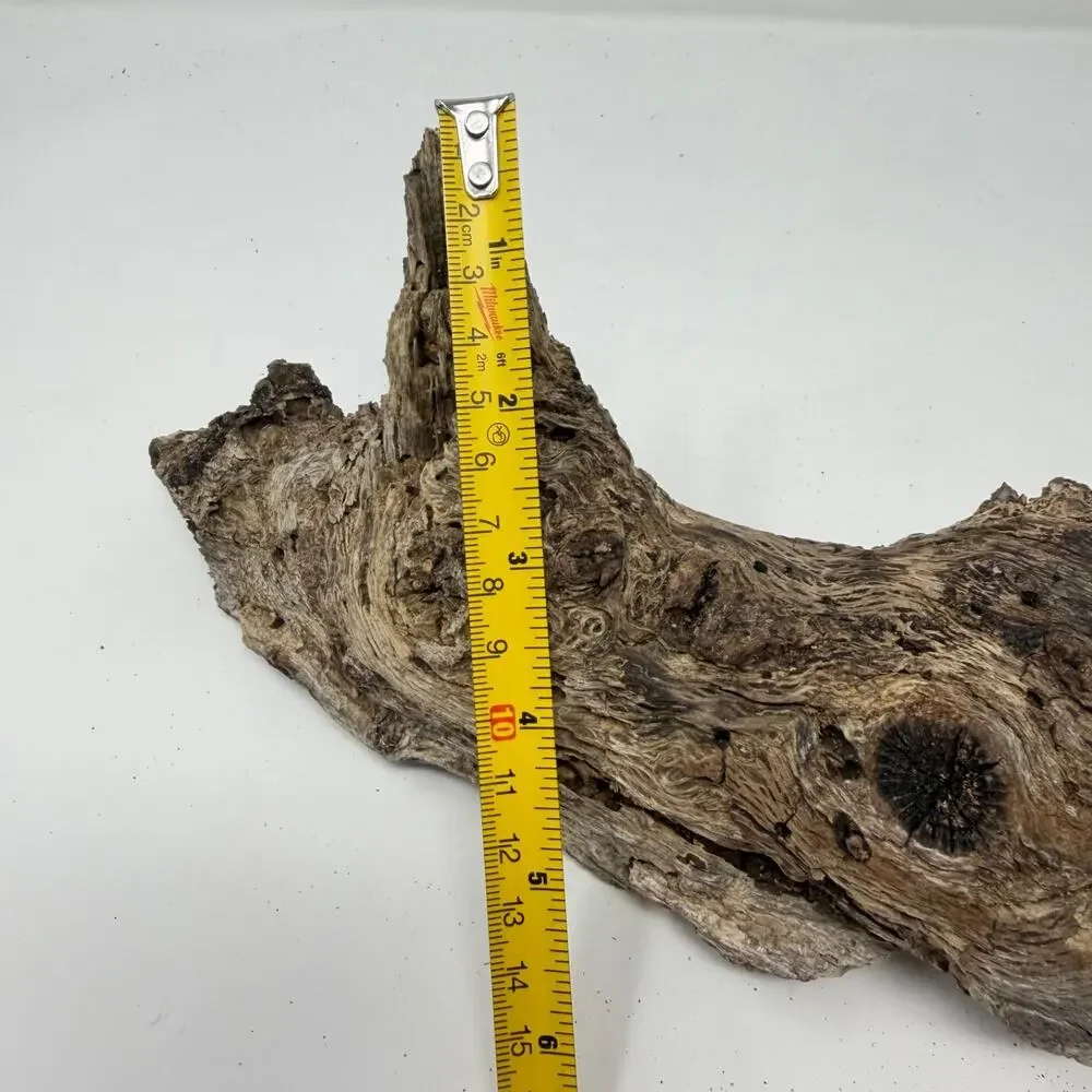 Irregular California Driftwood with Rich Grain & Natural Knots Coastal Wood Art